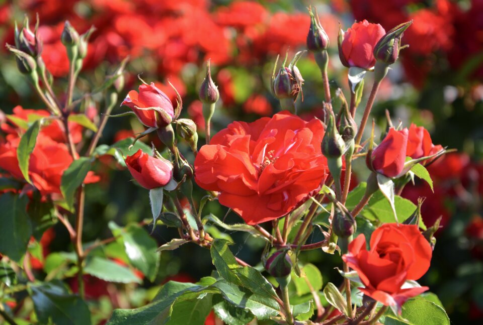 Flower petals garden
