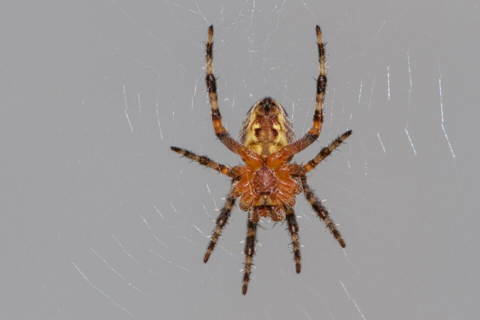 Araneus diadematus arachnid cobweb
