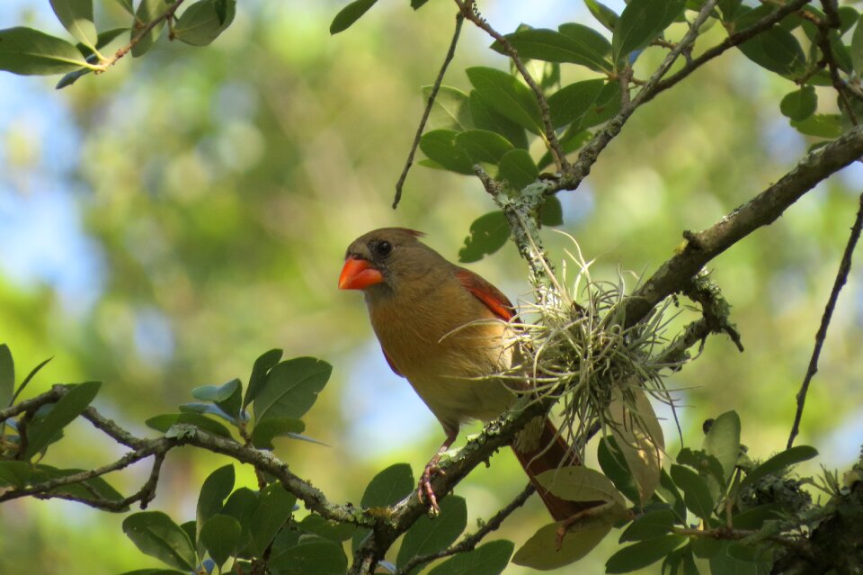 Colorful tree wildlife