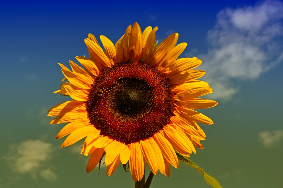 Summer flower garden