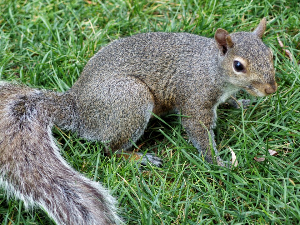 Park animal gray