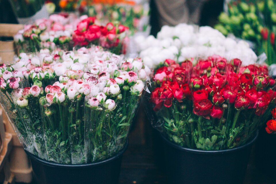 Florist spring gardening