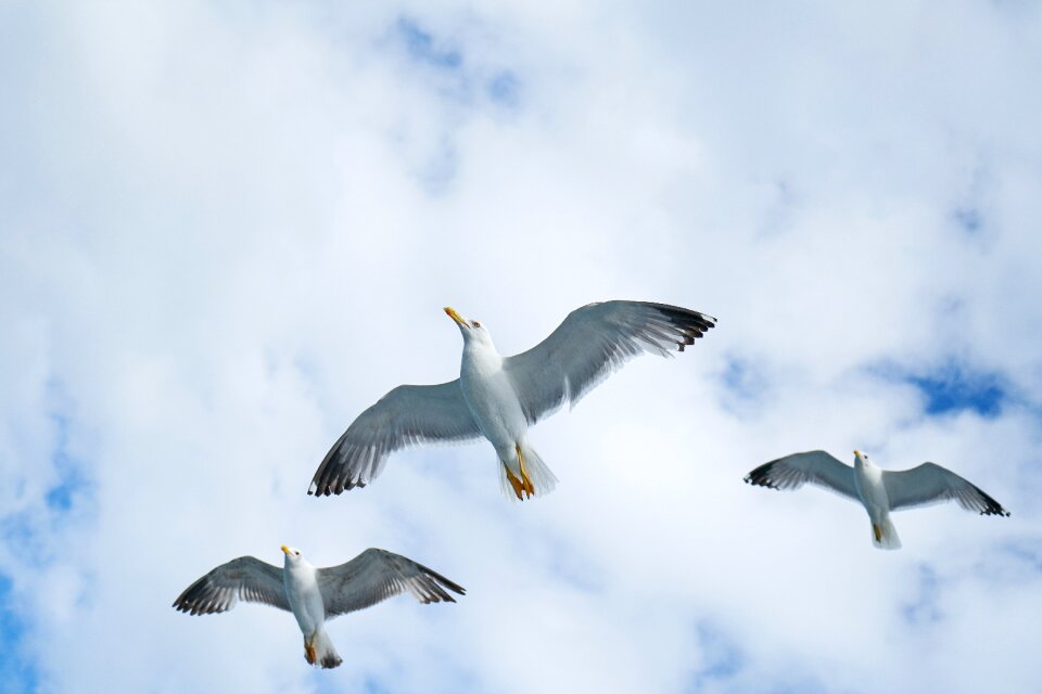 Beautiful bird nature