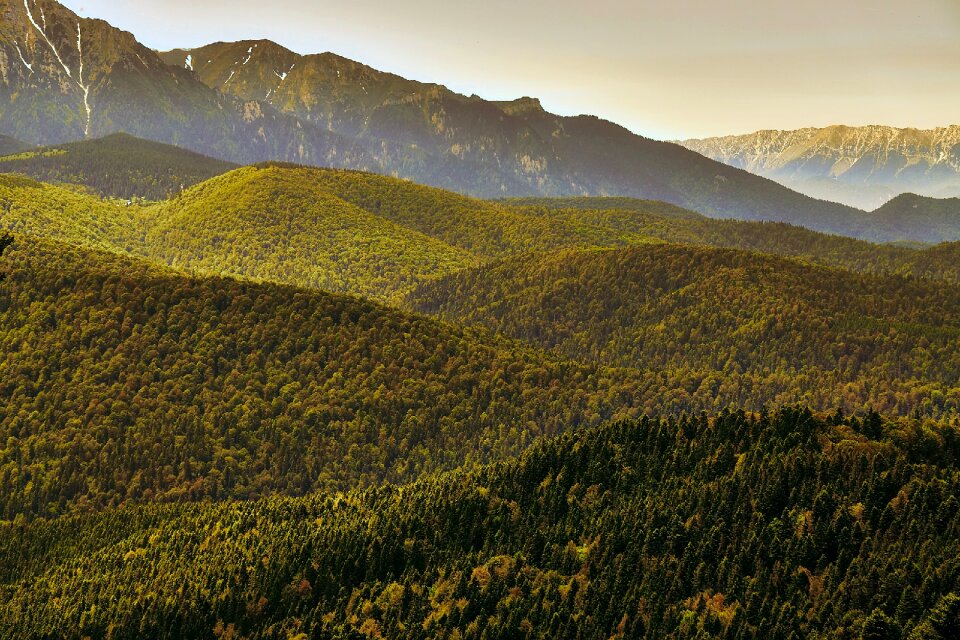 Woods mountains landscape