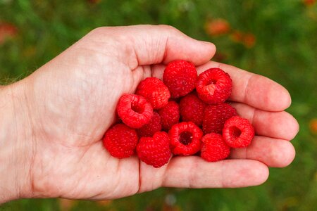 Health summer berries of a raspberry photo