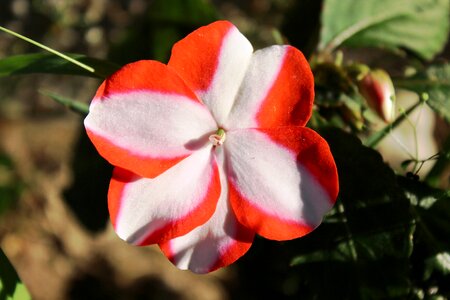 Plant decorative summer