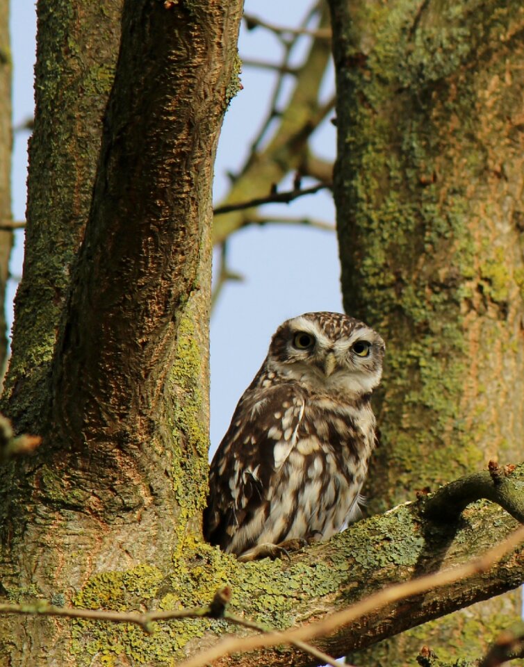 Animal nature sitting
