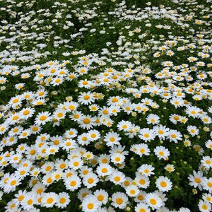 Gregariousness one side flower garden