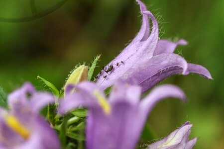 Summer flower summer nature photo