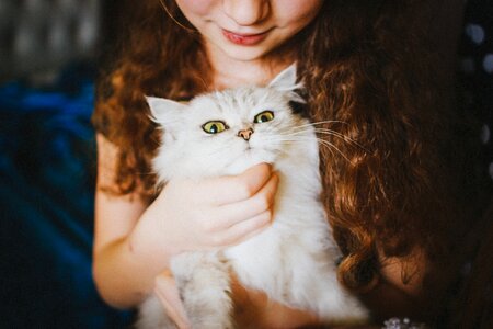 Cat redhead kitten