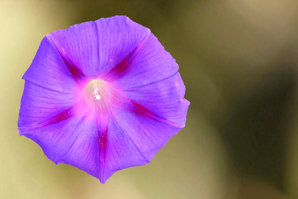 Bloom purple climber plant