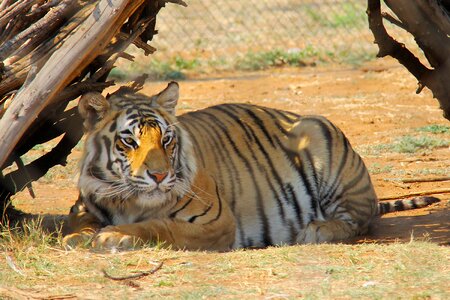 Big5 beautiful animals