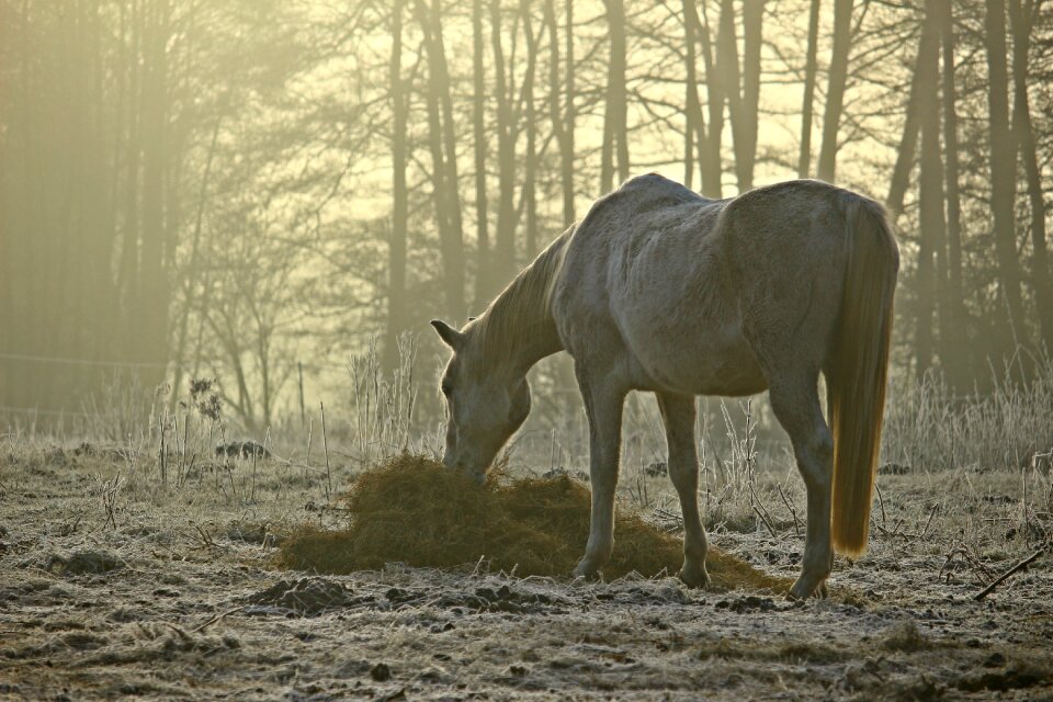 Feeding pasture morning mist