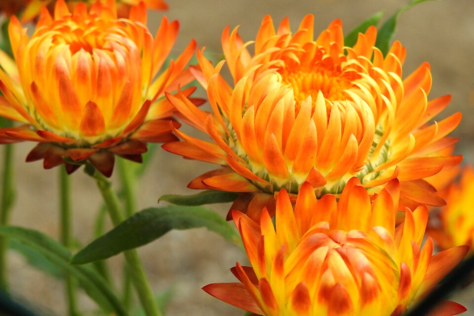 Composites helichrysum yellow orange