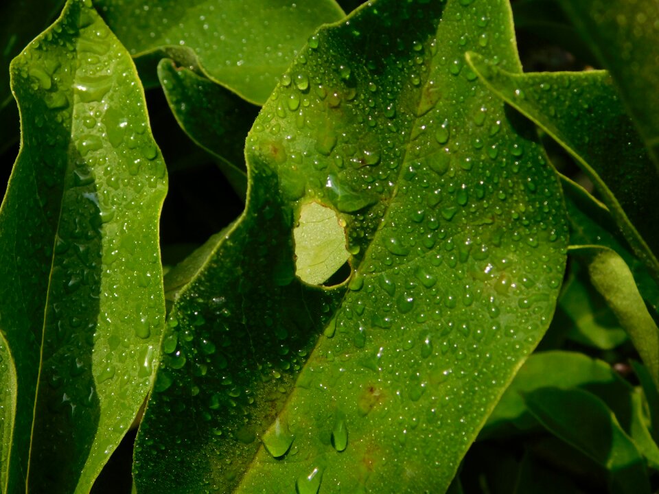 Close up leaves hole in the sheet