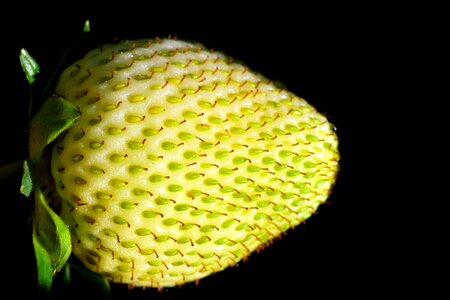 Fruit food summer