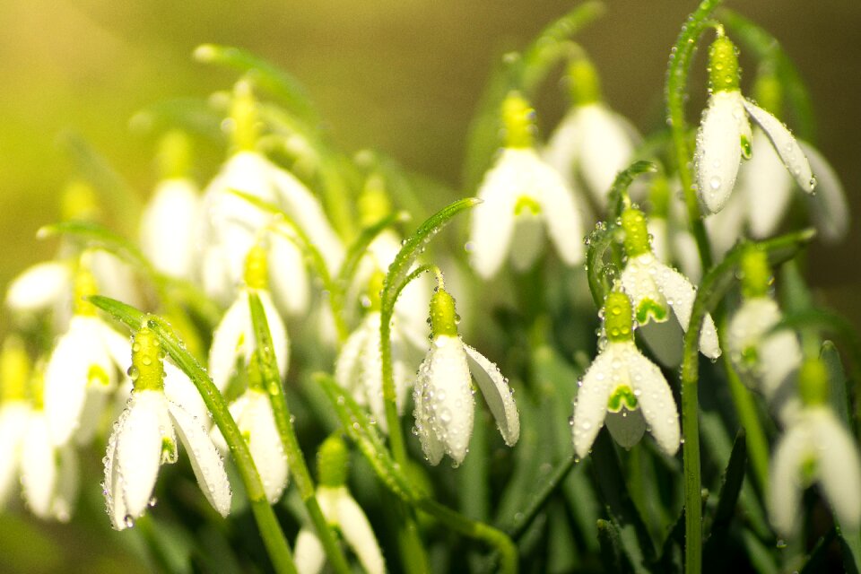 Frühlingsanfang nature close up photo