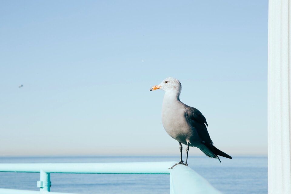 Wildlife animal juvenile