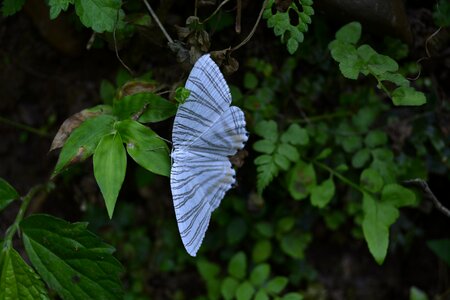 Butterfly white green leaf in photo