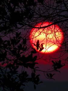 Nature sky trees photo