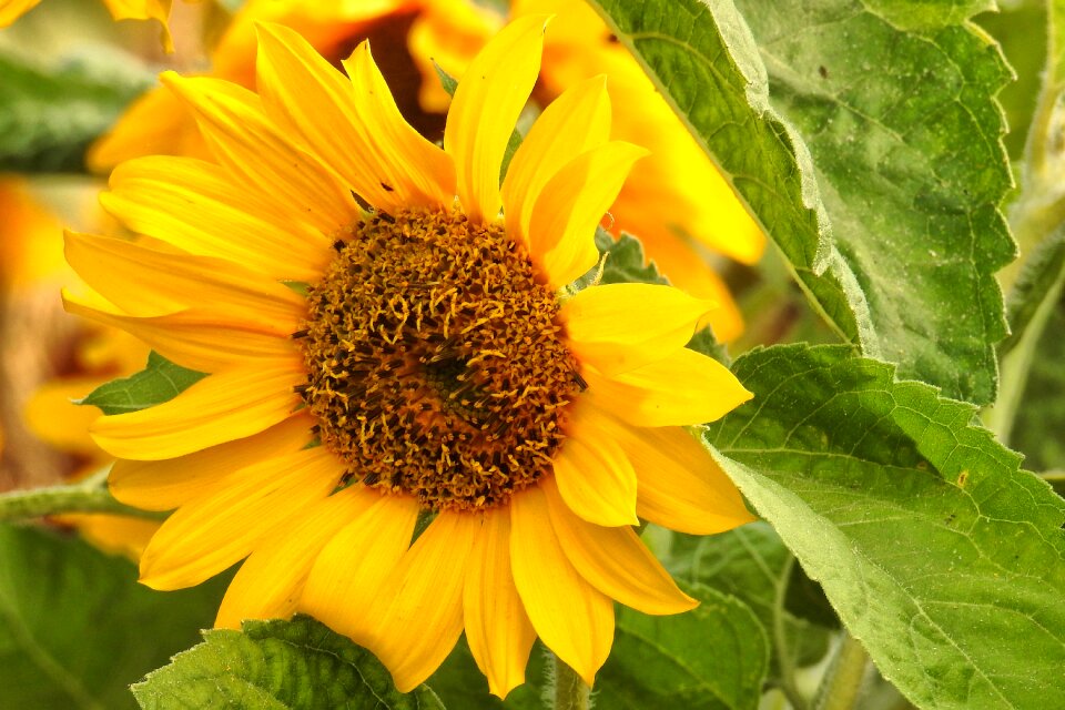 Yellow summer helianthos