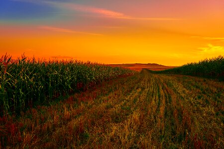Agriculture farm sunset photo