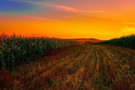 Agriculture farm sunset