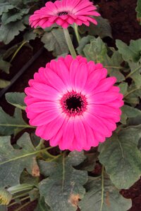 Blooming gerbera bloom