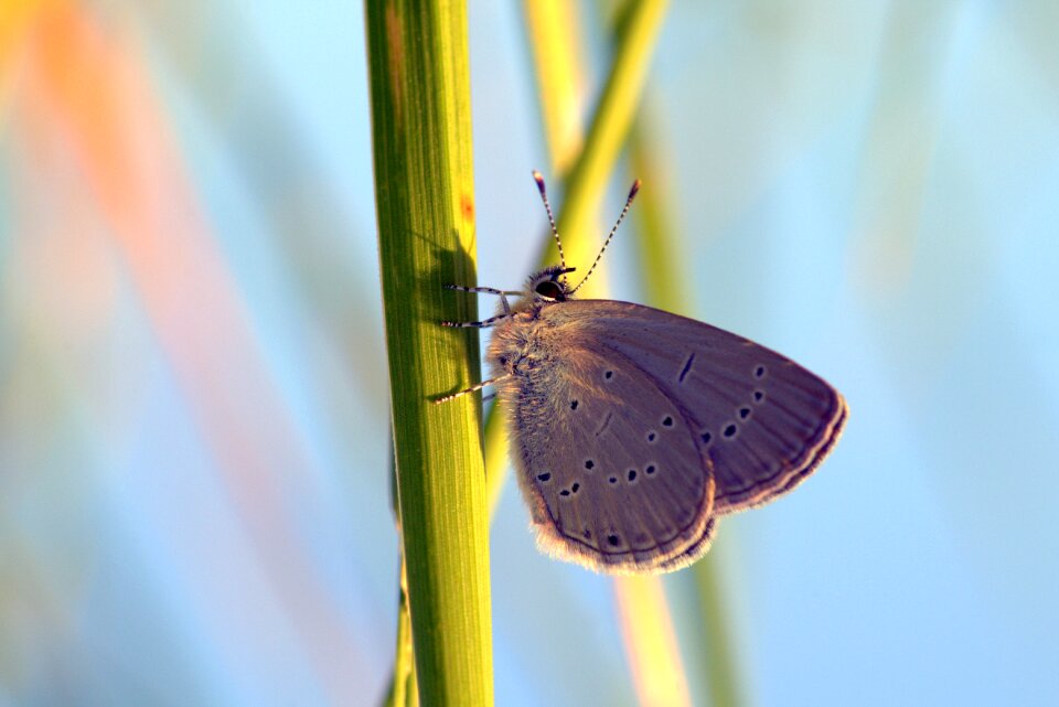 Insect grass green
