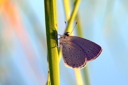 Insect grass green