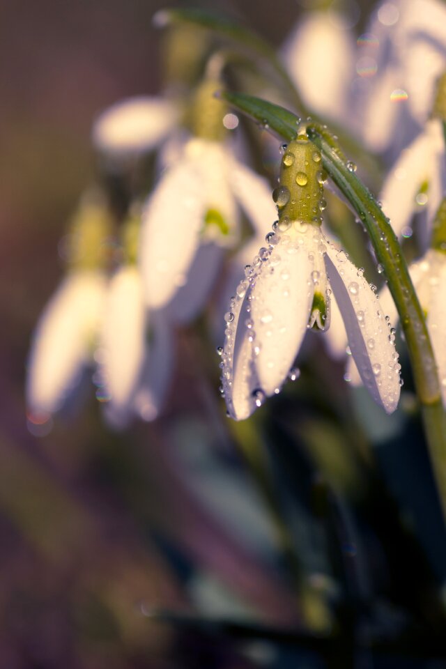 Close up plant signs of spring