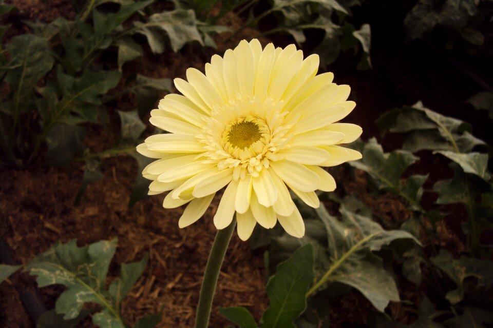 Blossom gerbera yellow spring