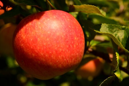 Healthy apple tree fruits photo