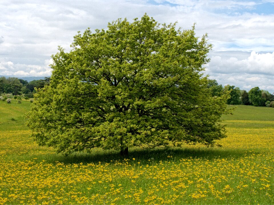 Yellow green meadow