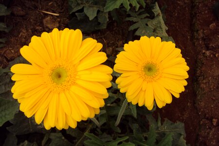 Blossom gerberas yellow spring