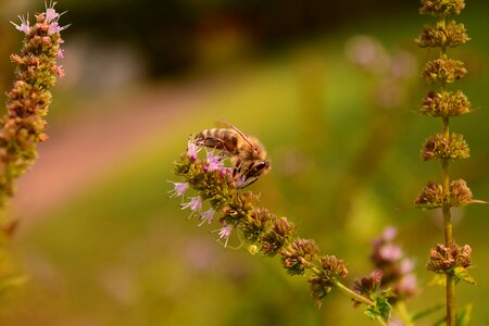 Close up insect flower