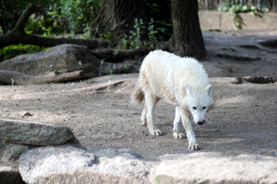 White fur carnivores wild animal