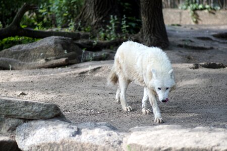 White fur carnivores wild animal photo
