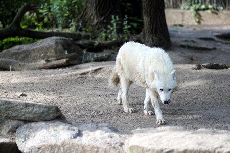 White fur carnivores wild animal