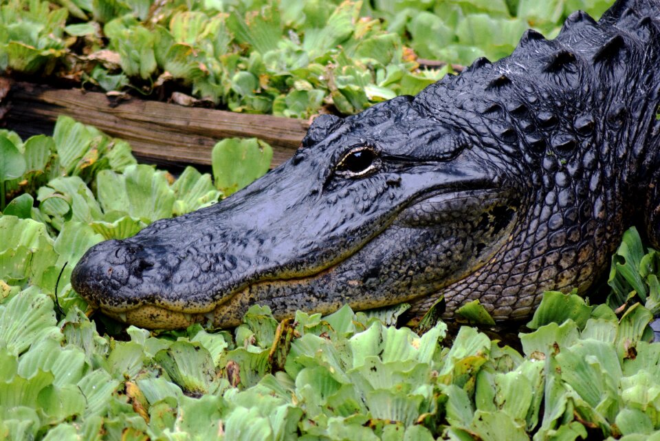 Florida eye wildlife