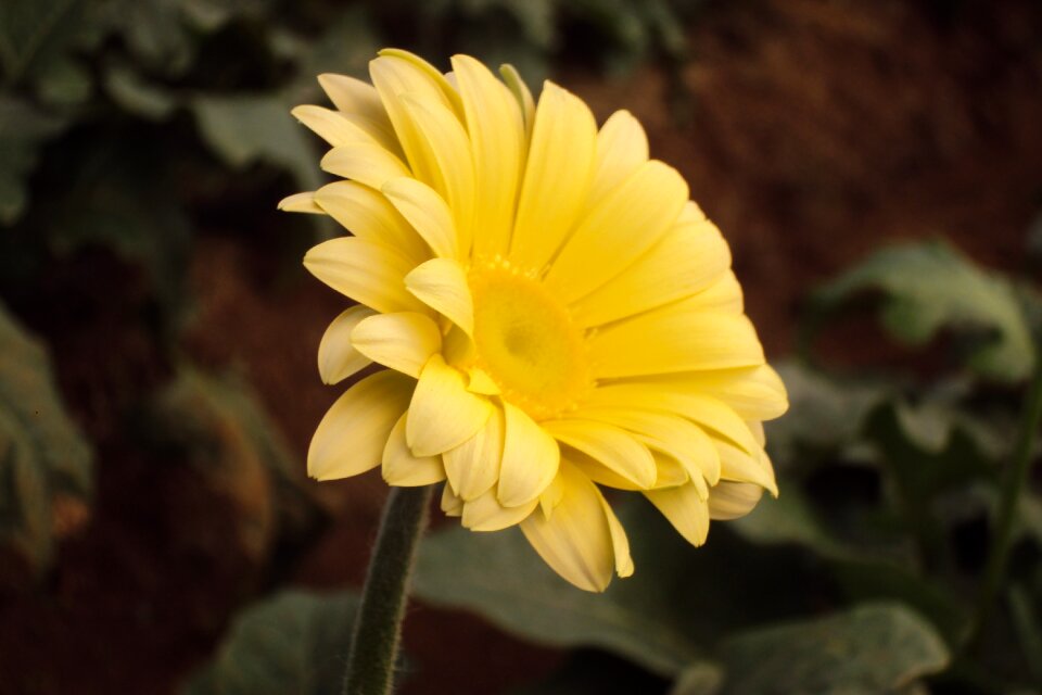 Blossom gerbera yellow spring