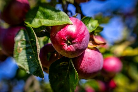 Red apple fruit food