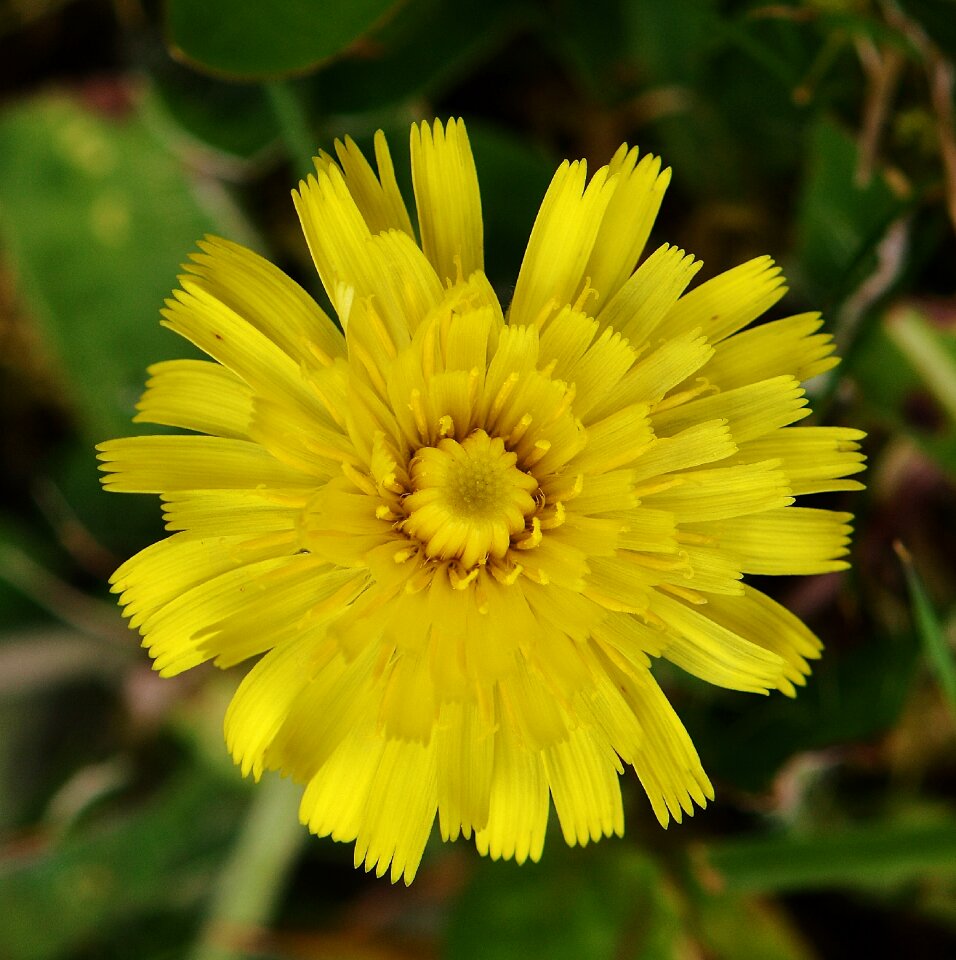 Yellow flower blossom bloom