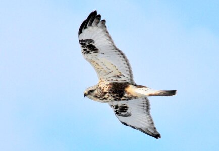 Raptor flight flying photo