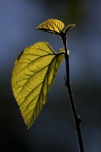 Nature green mulberry