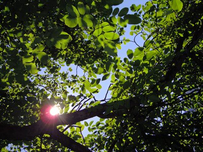 Summer light sunbeam