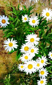 White petals nature
