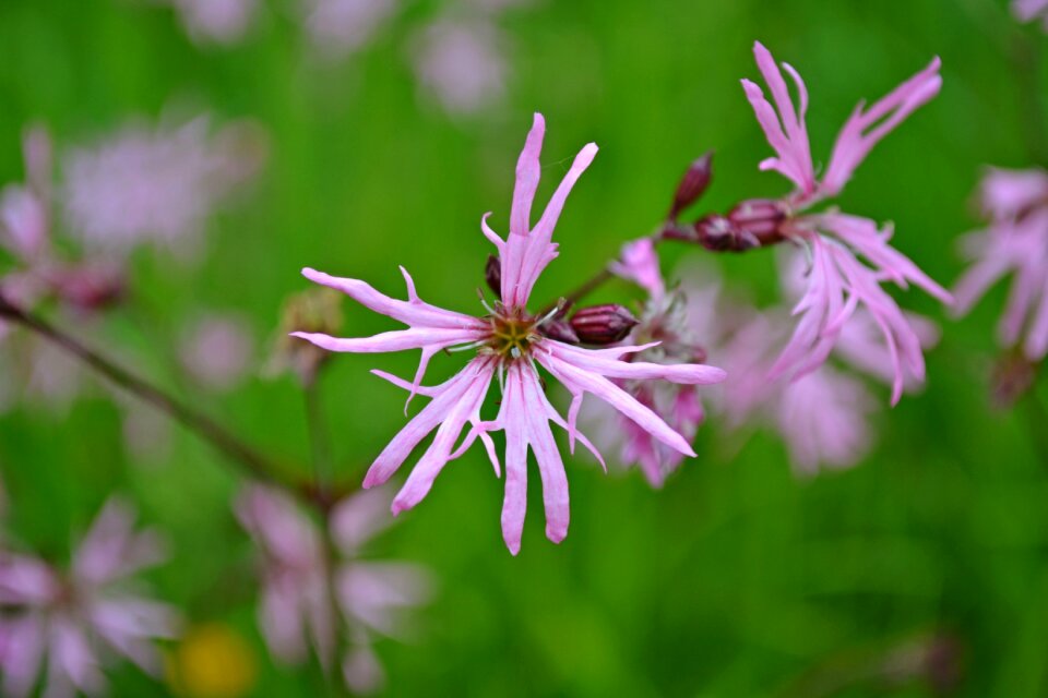 Pink nature green