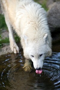 Tongue animal water
