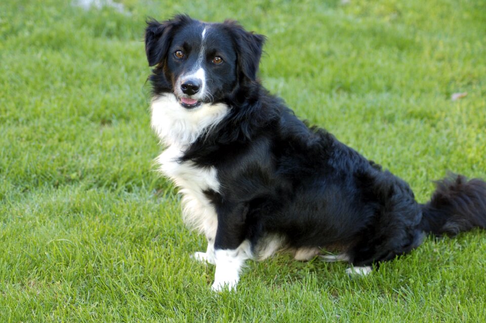Domestic animal happy
